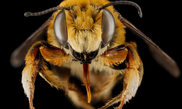 Que valent les abeilles dans notre patrimoine national ?